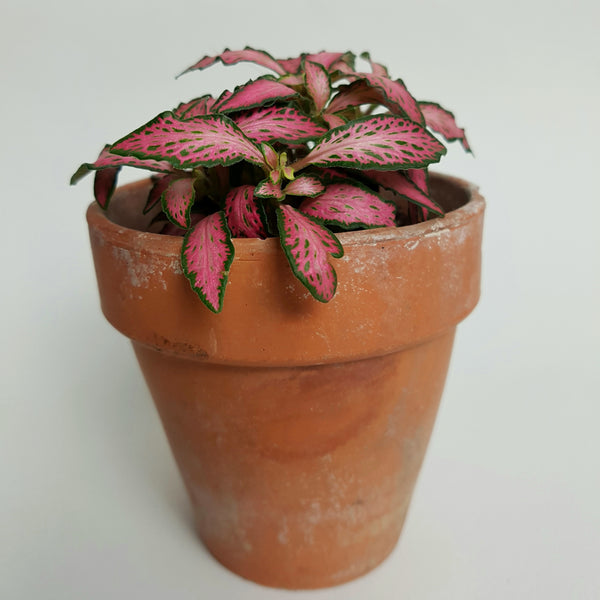 Fittonia 'Pink Forest Flame' 5cm