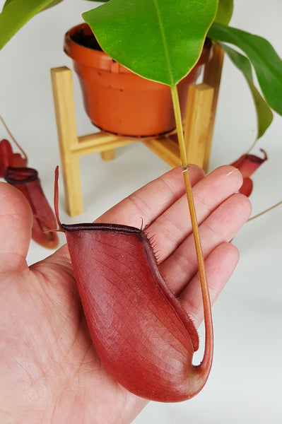 Nepenthes Bloody Mary Carnivorous plant Monkey Jars Pitcher Plants