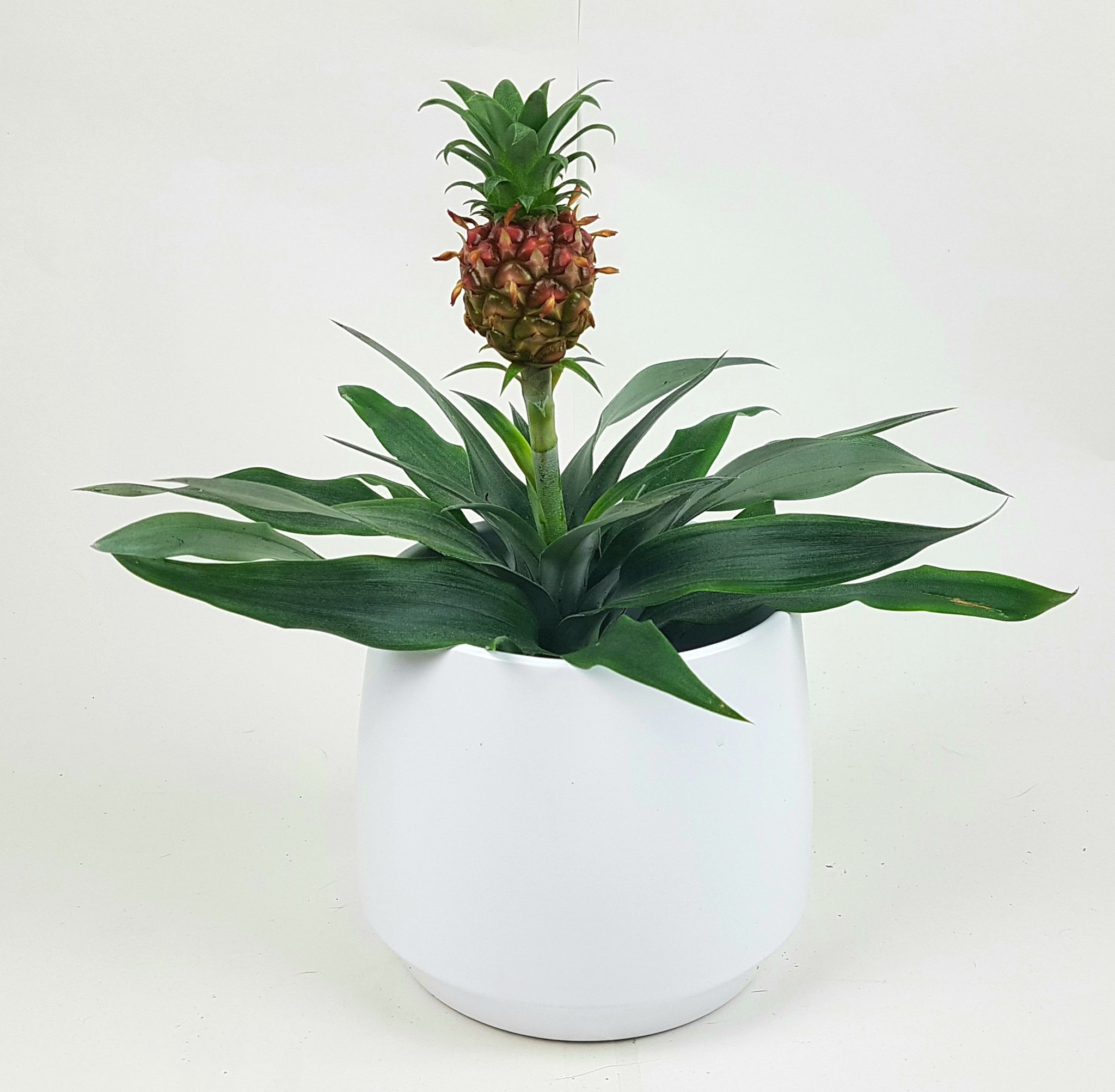 pineapple carnivorous plant Ananas Corona Brazilian Red Pineapple Plant 35cm – Green Charm House of Plants