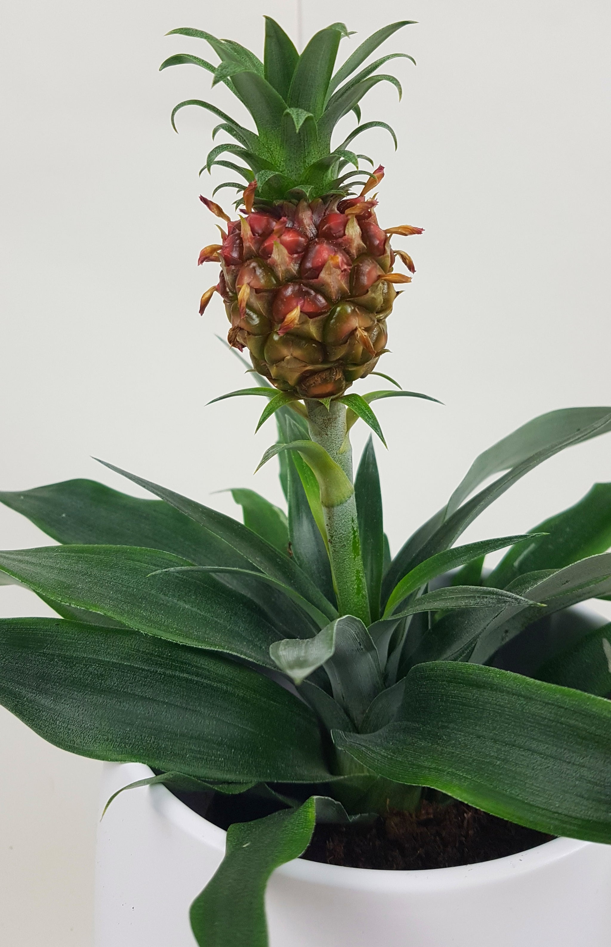 Ananas Corona Brazilian Red Pineapple Plant 35cm – Green Charm House of  Plants