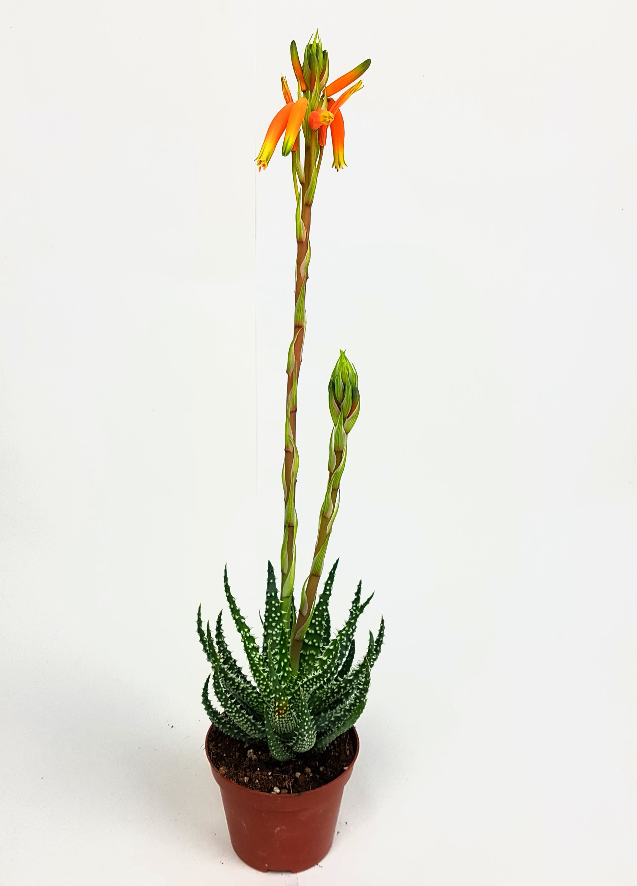 Aloe Humilis 30cm  Green Charm House of Plants