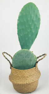 Opuntia Titania 60cm XL