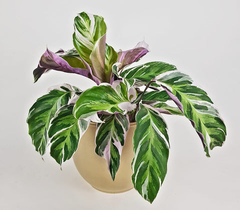 Calathea Fusion White 40cm