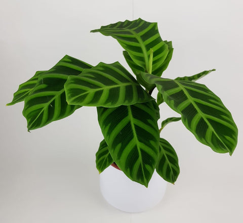 Calathea Zebrina 50cm