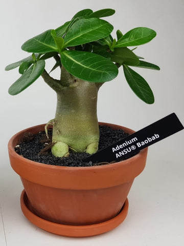 Adenium Obesum - mini Baoab in terracotta pot with a saucer 20 cm