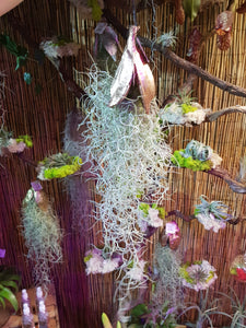 Tillandsia Usneoides Airplant Bromelia  Spanish Moss in Shell 40 cm