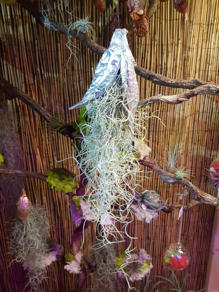 Tillandsia Usneoides Airplant Bromelia  Spanish Moss in Shell 40 cm