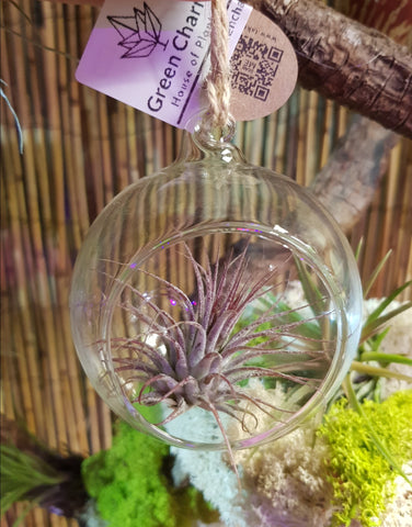 Tillandsia Ionantha in Glass Sphere bauble Valentines Gift 8cm