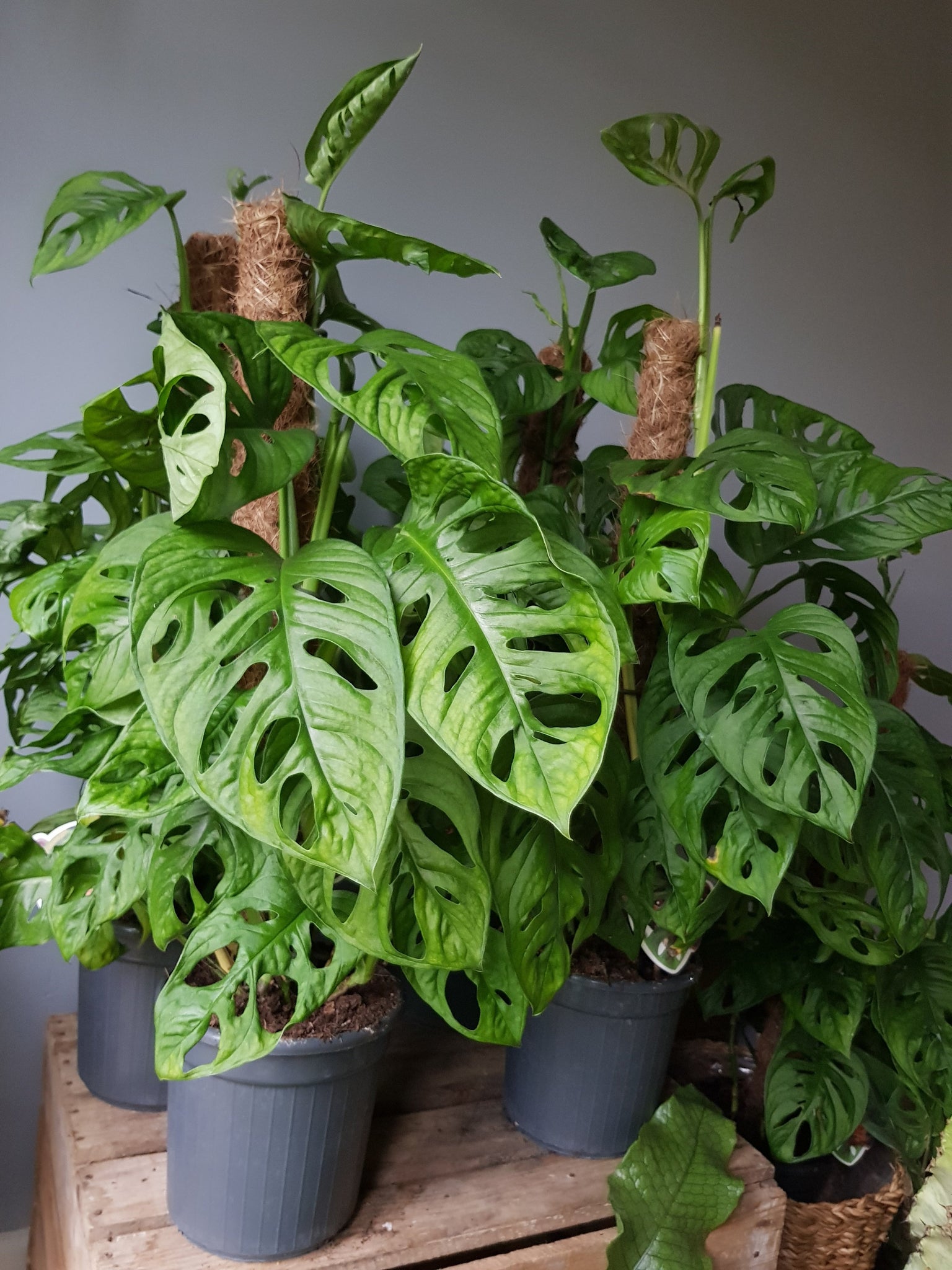 trailing monstera Monstera Adansonii Monkey Mask Swiss Cheese Vine Trailing Plant on Mos – Green Charm House of Plants