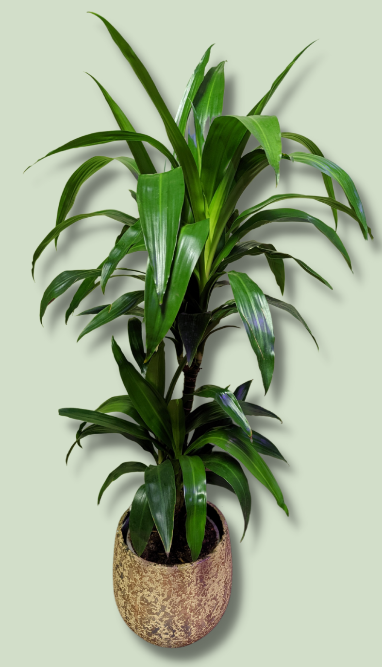 Dracaena Janet Craig Dragon Tree 110 cm