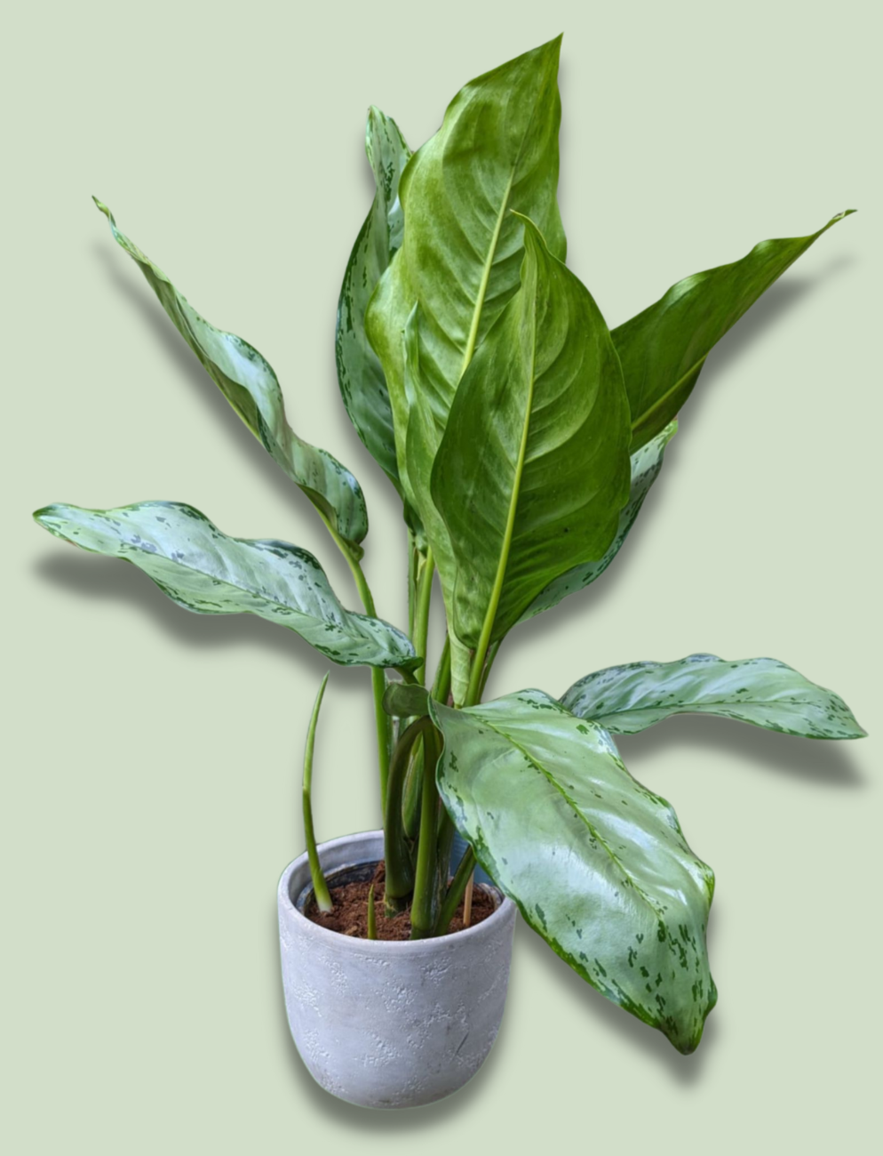 aglaonema bj freeman Aglaonema BJ Freedman Chinese Evergreen 70cm – Green Charm House of Plants