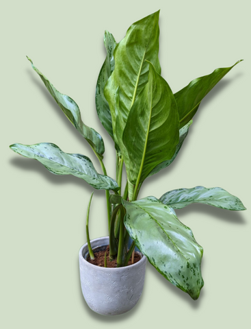 Aglaonema BJ Freedman Chinese Evergreen 70cm