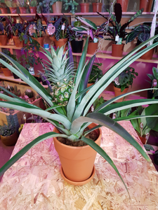 Pygmy Pineapple plant - Ananas Champaca 50 cm