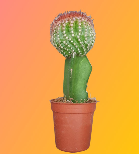 Gymnocalycium Mihanovichii Colourful  Moon Cactus 