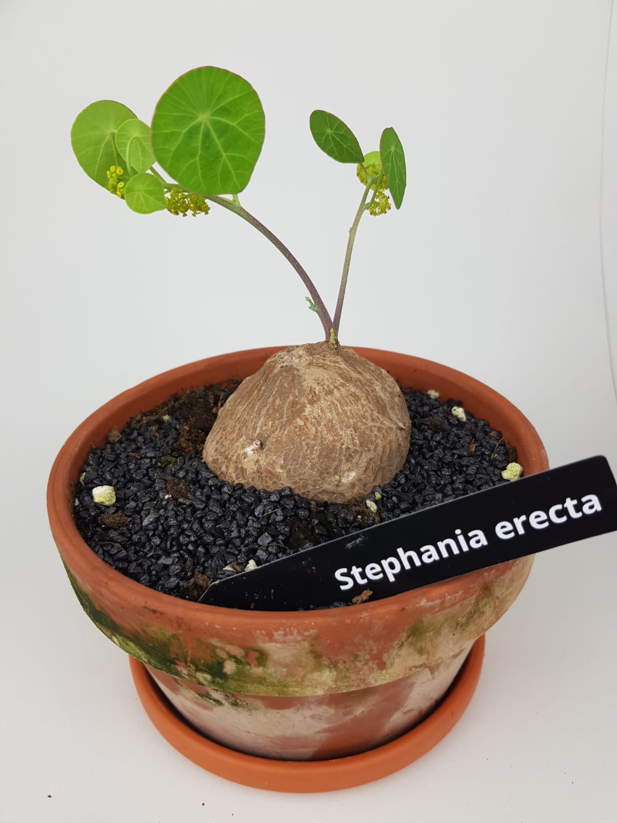 stephania erecta potting mix Stephania Erecta in terracotta pot with a saucer 20cm – Green Charm House of Plants