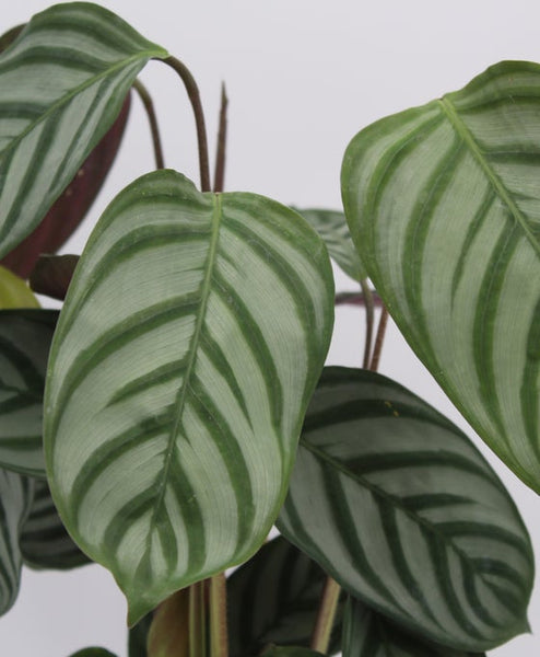 Calathea Oppenheimiana Compact Star 