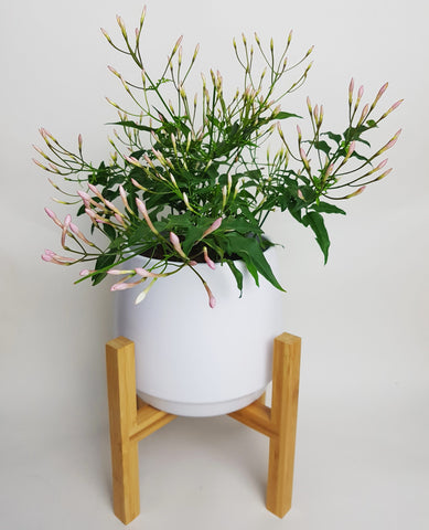 Jasminum polyanthum 30cm