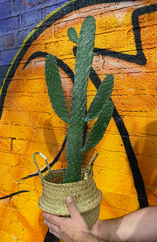 Opuntia Rubescens Consolea Road Kill Cactus 80cm