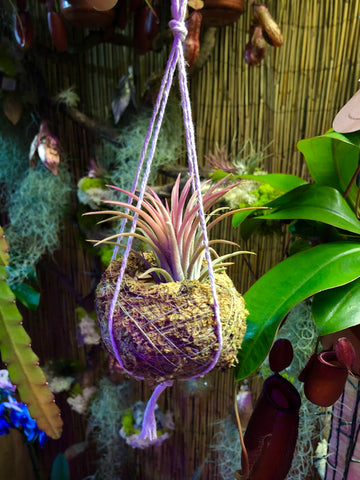 Tillandsia Ionantha in Moss Ball on Macrame Valentines Gift