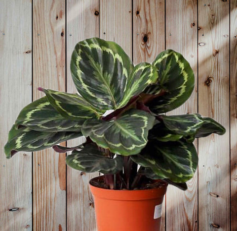 Calathea Medallion Prayer Plant 40 cm