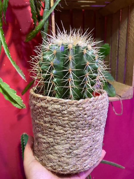 Echinocactus Grusonii Golden Barrel Cactus Mother-in-Law's Pillow or Mother-in-Law's Cushion 