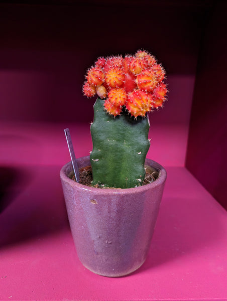 Gymnocalycium Mihanovichii Colourful Oriental Moon Cactus 25 cm