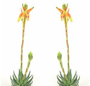 Aloe Humilis 30cm