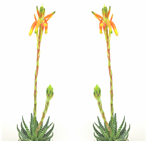 Aloe Humilis 30cm