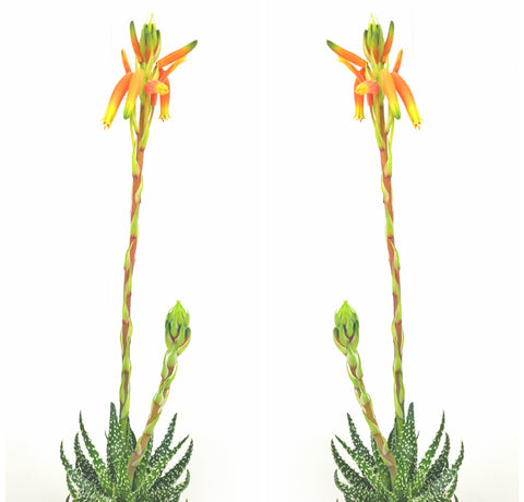 Aloe Humilis 30cm