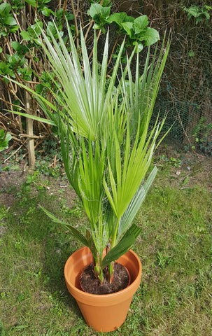 Washingtonia Filifera - California Fan Palm Tree 105cm
