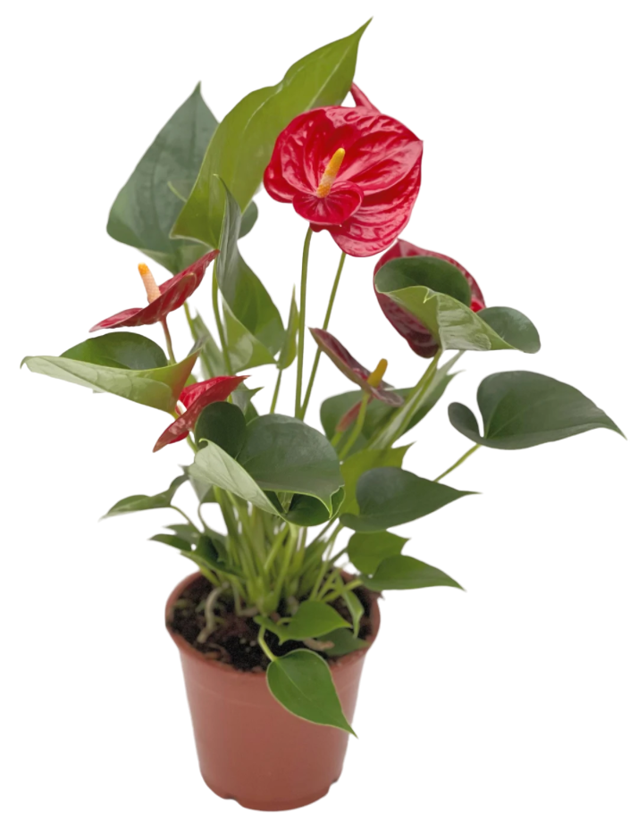 Anthurium Andreanum Flamingo Flower Red Plant 40cm