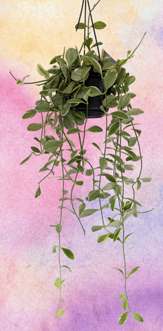 Rare Dischidia Oinantha Varagiated Hanging Plant 50 cm