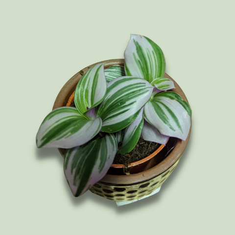 Tradescantia Albiflora Nanouk Fantasy Venice Baby Plant 9 cm