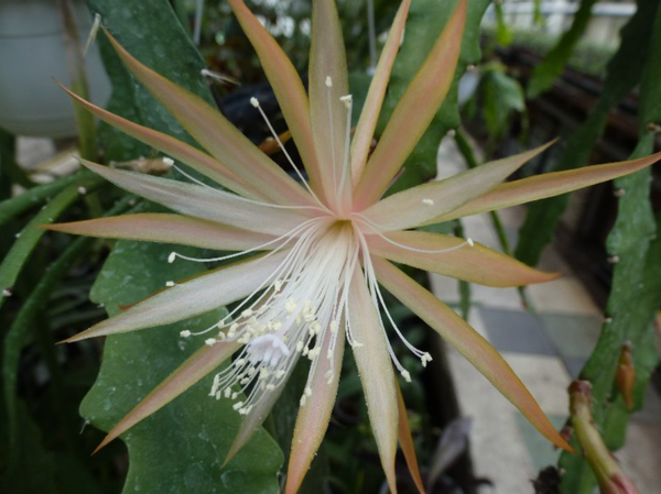 Epiphyllum Dietmar Paetz Orchid Cactus Hanging Jungle Cactus 60 cm