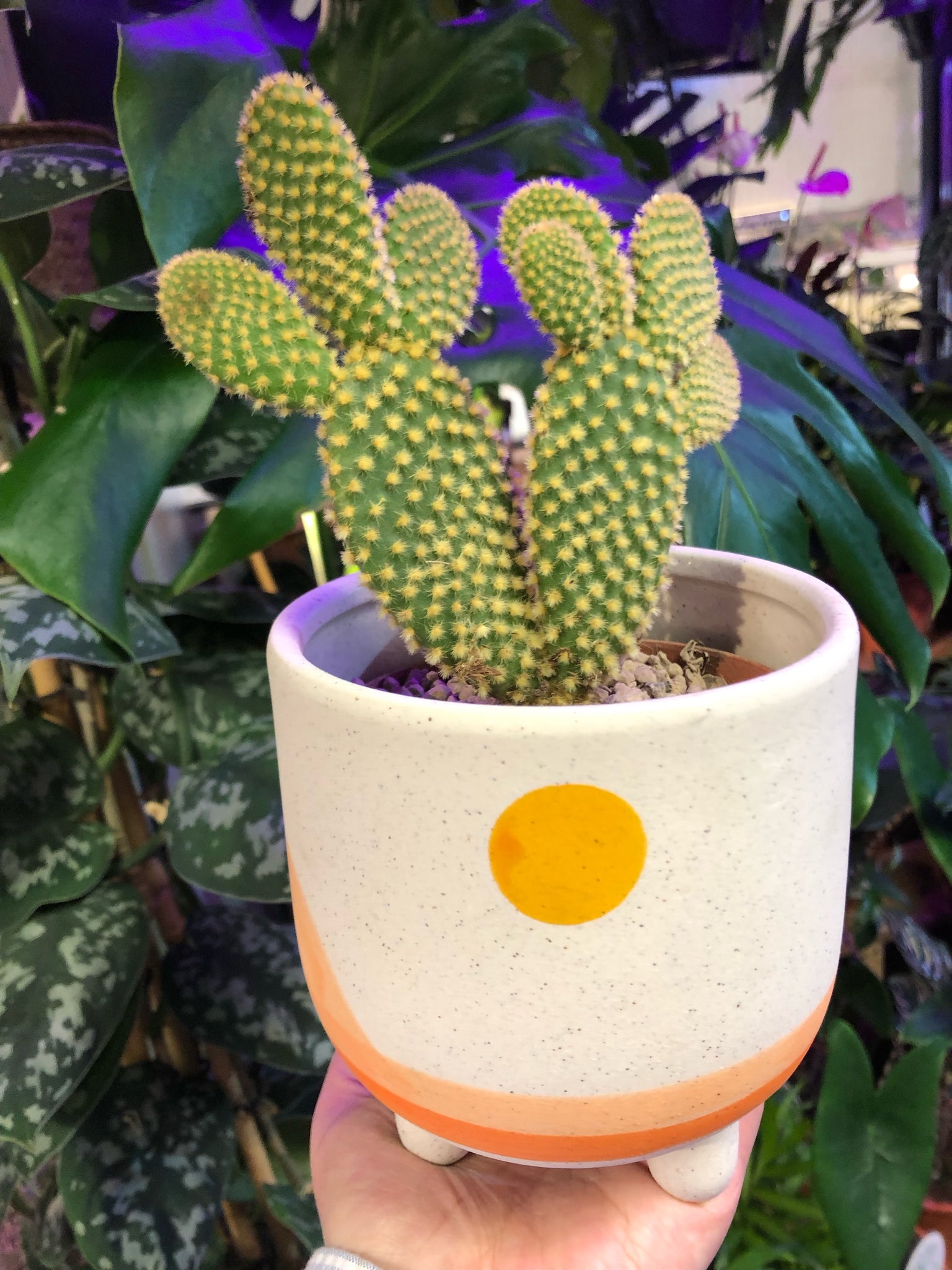 Opuntia Microdasys Yellow Bunny cacti The Polka-dot Cactus 25cm