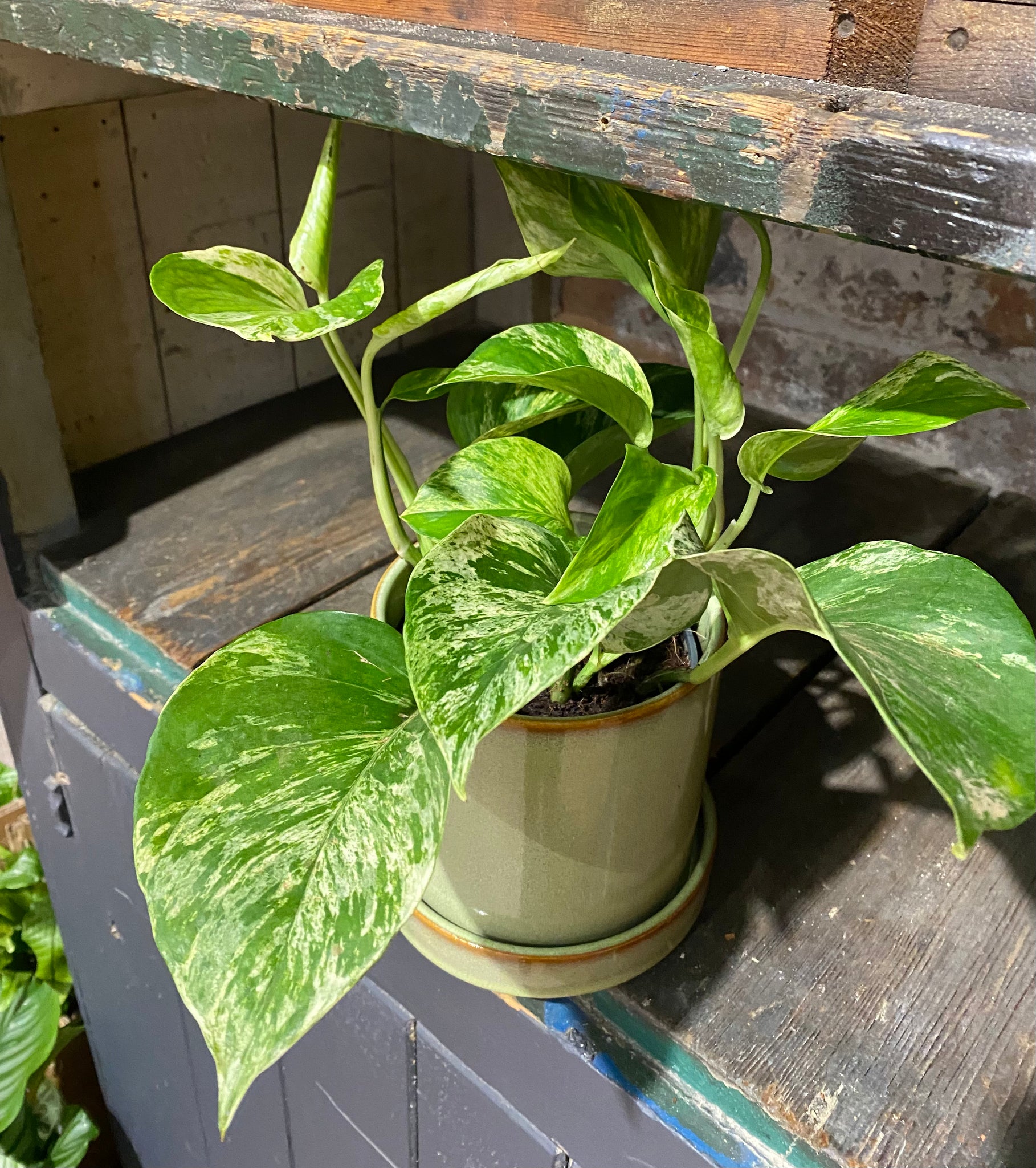 Epipremnum Pinnatum Marble Queen Pothos Trailing Easy Care  Plant 25cm