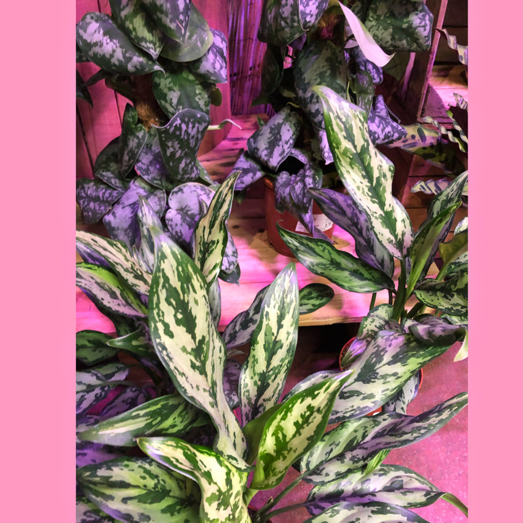 aglaonema miss juliet Aglaonema Miss Juliette Chinese Evergreen 50cm – Green Charm House of Plants