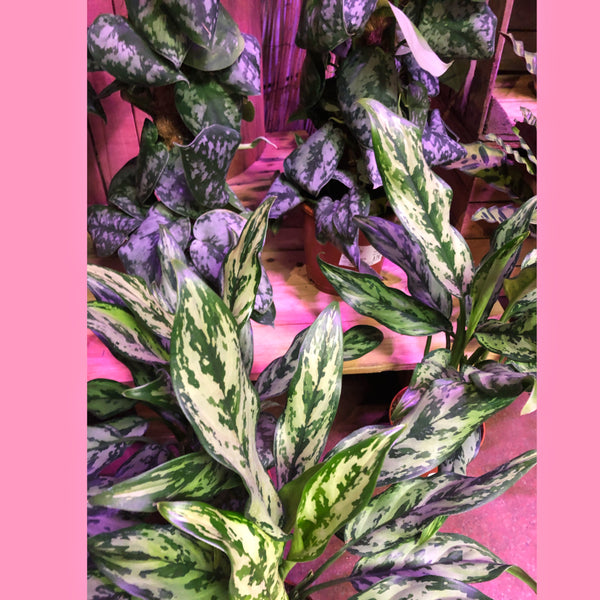 Aglaonema Miss Juliette Chinese Evergreen 50cm