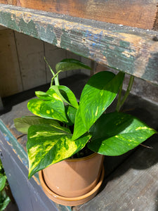 Epipremnum Aureum Golden Pothos Devils Ivy Trailing Easy Care Plant 25cm