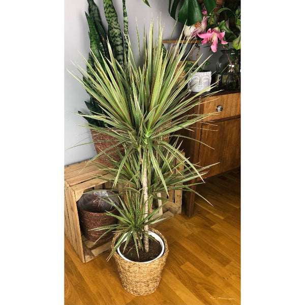 Dracaena Marginata Bicolour - Madagascar Dragon Tree 125 cm