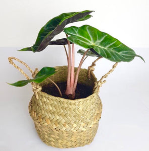 Alocasia 'Pink Dragon' 35cm