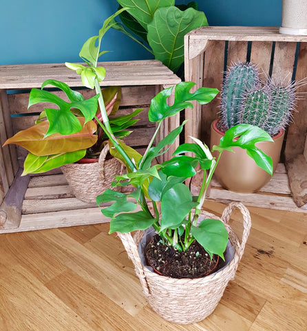 Rhaphidophora Tetrasperma  Mini Monstera 50cm