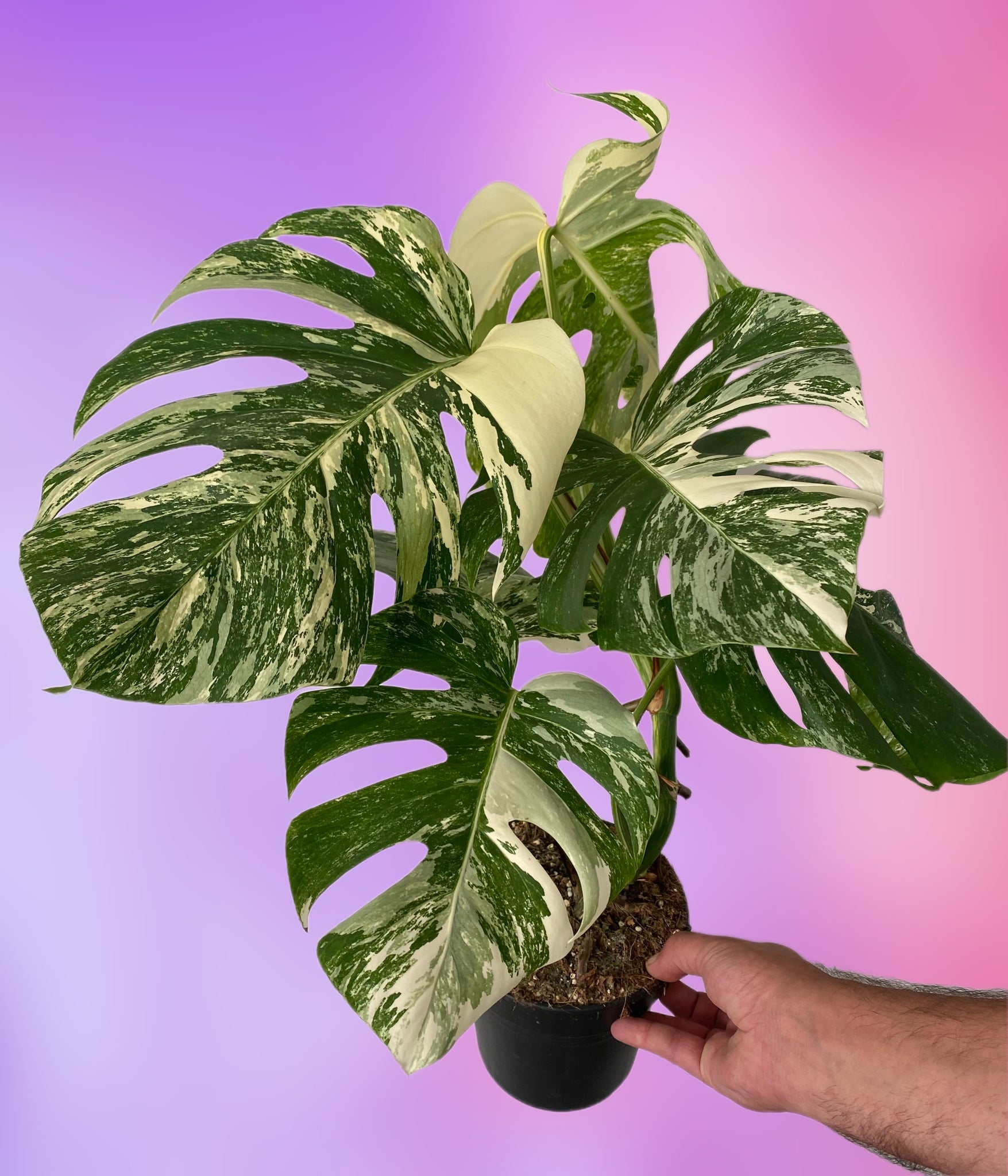 monstera deliciosa albo variegata uk Monstera Albo Variegated Cheese Plant 60cm – Green Charm House of Plants