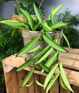 Hoya Wayetti 24 cm