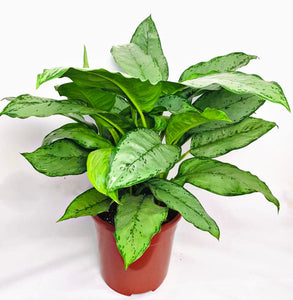 Aglaonema Silver Queen - Chinese Evergreen 70cm XL