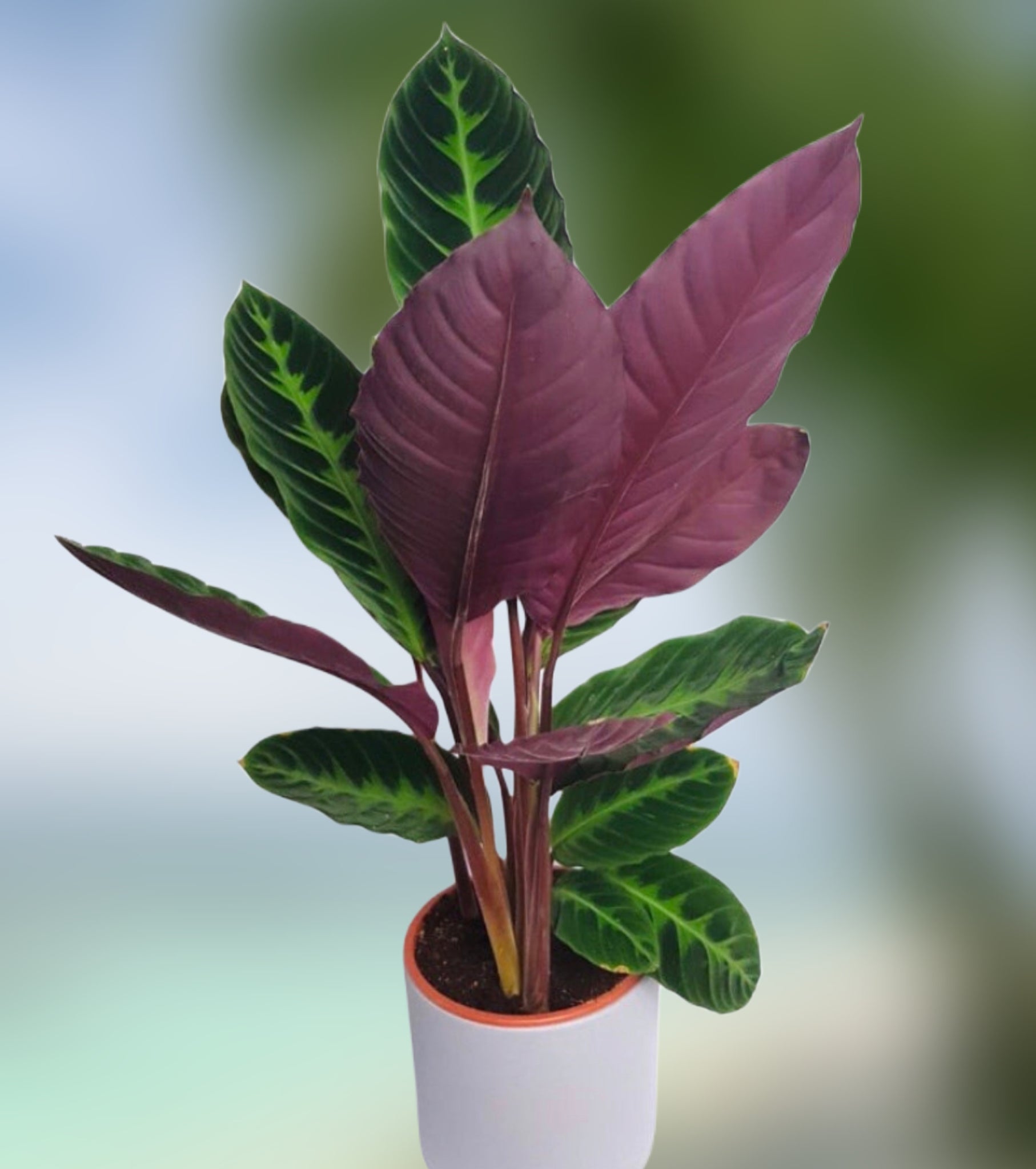 velvet prayer plant Calathea Warscewiczii Velvet Prayer Plant Calathea Velvet Touch 90cm – Green Charm House of Plants