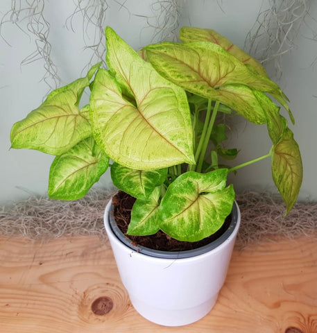 Syngonium Podophyllum - Sunshine 30cm