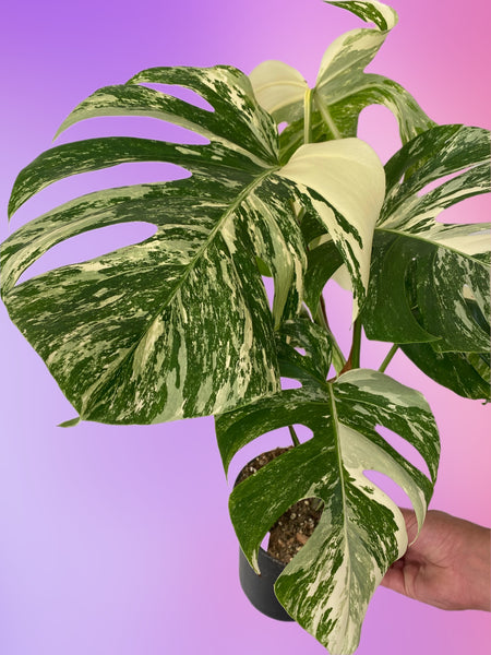 Monstera Albo Variegated Cheese Plant 60cm