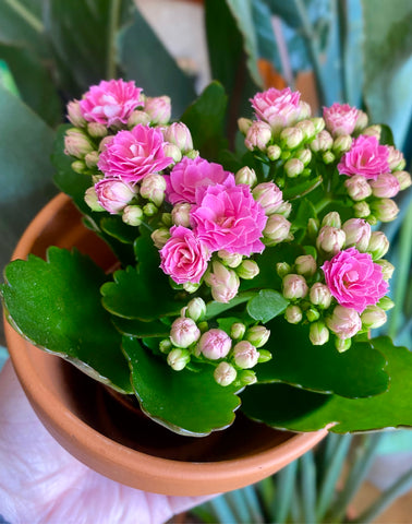 Kalanchoe Blossfeldiana Pink Kalanchoe