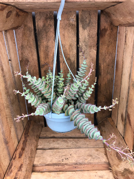 Crassula Perforata - String of Buttons 25cm